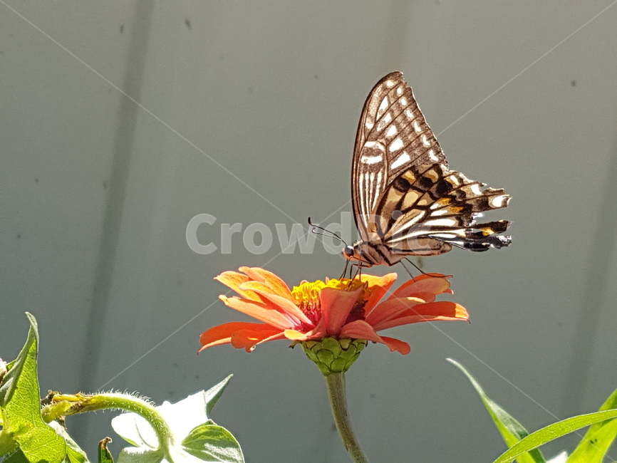 나비,insect,butterfly,animal,plant,꽃,곤충,벌레,insect,bug