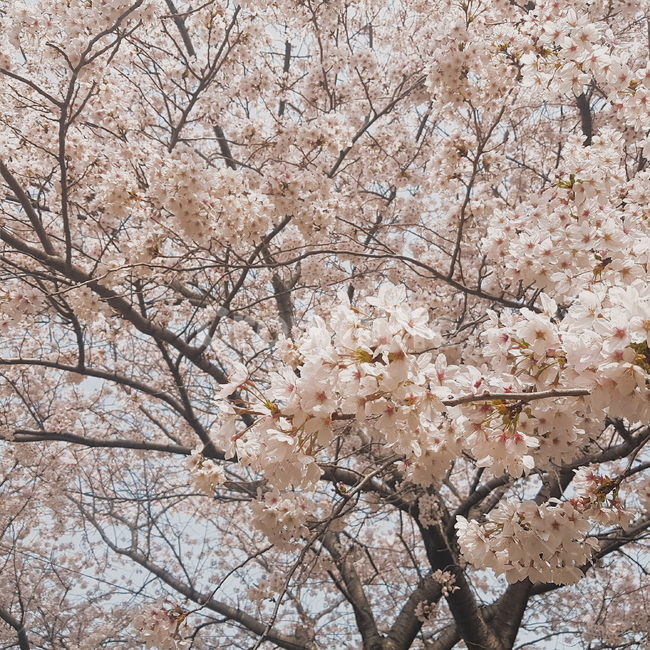 벚꽃,봄,봄꽃,자연,나무,풍경,spring,제주,제주도,jeju,계절,분홍,베이지,색감,나들이,감성,4월,5월,꽃잎,봄,계절,spring,season,plant,식물,flower,꽃,blossom