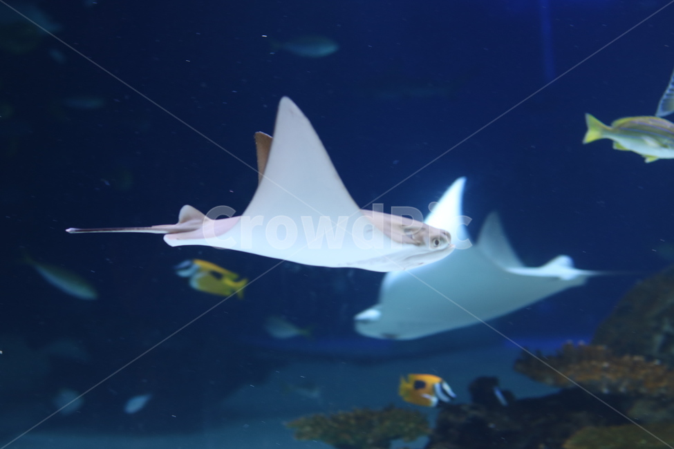 ocean,fish,flounder,aquarium