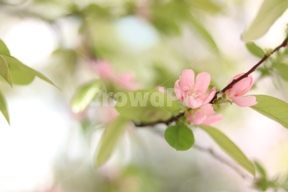 plant,식물,꽃,flower,blossom,식물,자연,plants,nature,꽃,flower