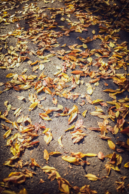 단풍,감성,공원,나뭇잎,길거리,가을,계절,fall,autumn,season,leaf,잎,plant,식물,asphalt,아스팔트