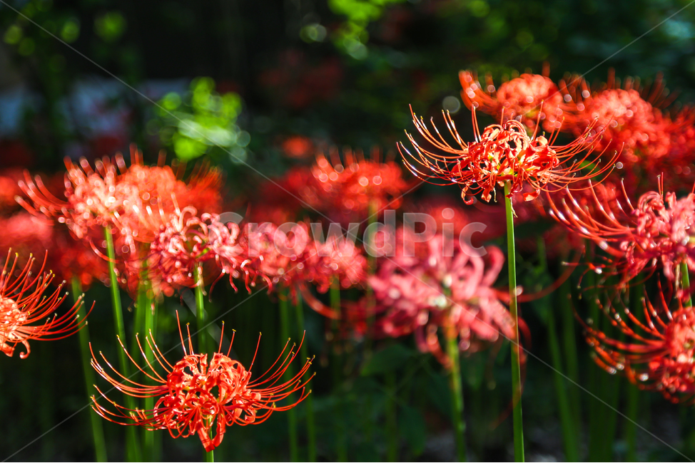 상사화,꽃무릇,꽃,자연,식물,나무,plant,tree,blossom,flower,nature,불갑사,꽃밭,landscape,red,식물,자연,plants,nature,꽃,flower