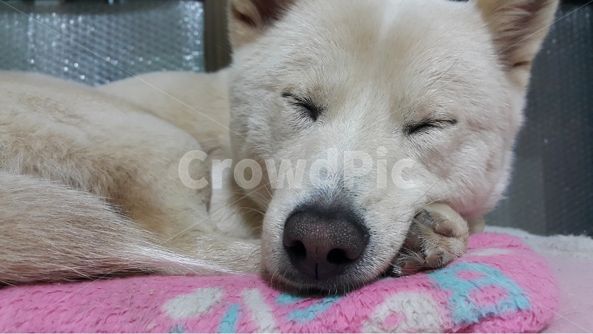 애완견,강아지,dog,petdog,진도개,pet,jindodog,koeradog,한국개,펫독,동물,animal,포유류,mammal,개,강아지,dog,doggy