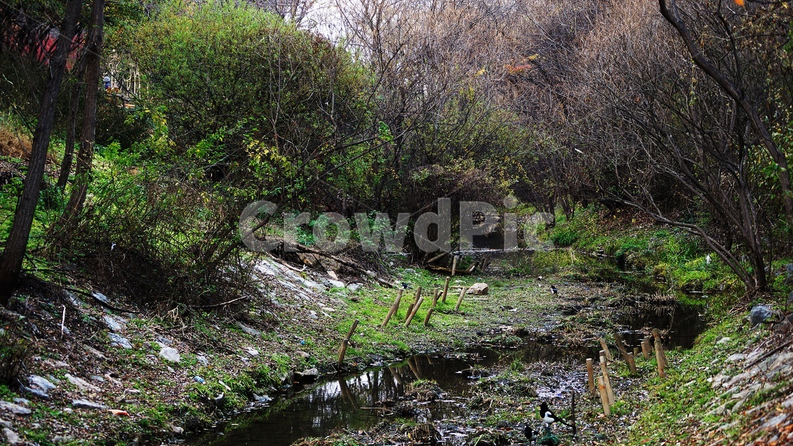 가을,나무,식물,자연,풍경,자연,풍경,nature,landscape,land,땅,outdoors,옥외,water,물,swamp,늪,marsh,습지,bog,변소