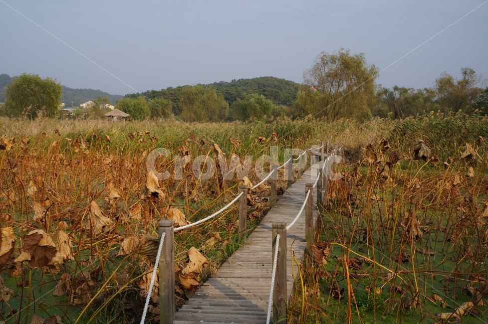 억새,가을,좁다,좁은길,사이,붉은,가을,계절,fall,autumn,season,자연,풍경,nature,landscape,한국자연풍경,한국자연경관,korea nature landscape,boardwalk,산책로,bridge,다리,building,건물