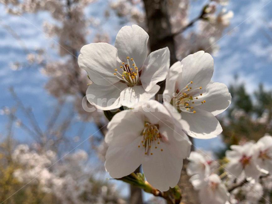 벚꽃,벚꽃놀이,꽃,꽃놀이,벚꽃길,안산벚꽃,봄,봄,계절,spring,season,식물,자연,plants,nature,꽃,flower,plant,blossom,cherry blossom