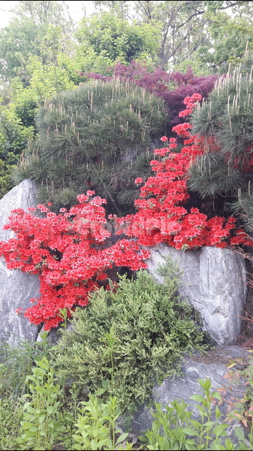 식물,꽃,나무,빨강,초록,식물,자연,plants,nature,꽃,flower