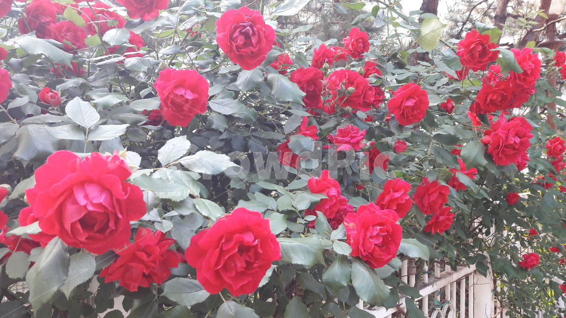 장미,담장장미,빨강장미,들장미,rose