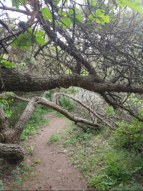 나무,식물,나무줄기,tree,plant,treetrunk,오솔길,좁은길,초록잎,path,narrowpath,자연,풍경,nature,landscape,tree trunk,나무 줄기