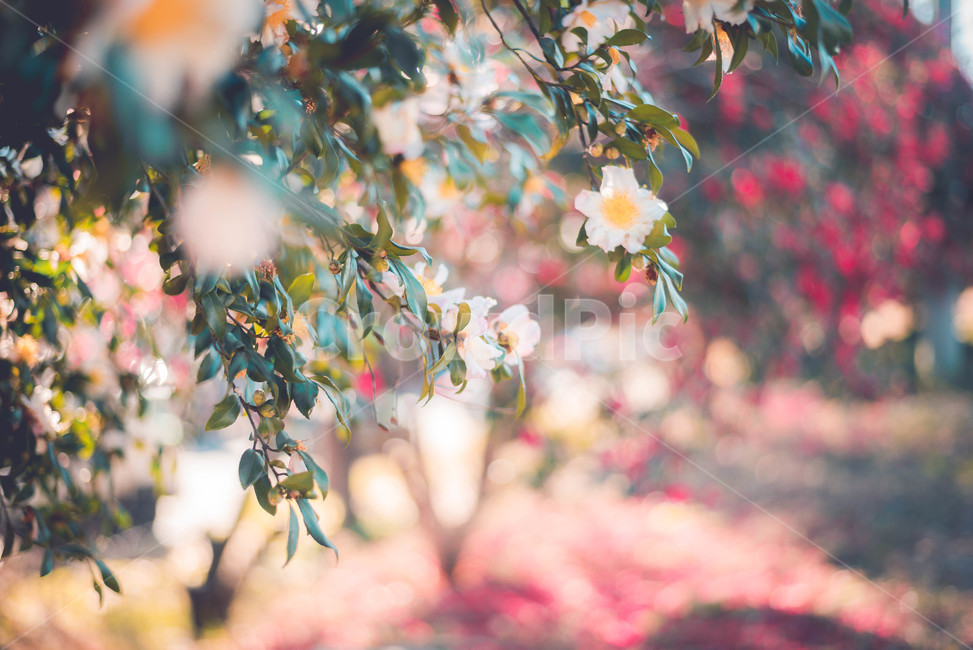plant,식물,동백,꽃,flower,식물,자연,plants,nature,꽃,flower