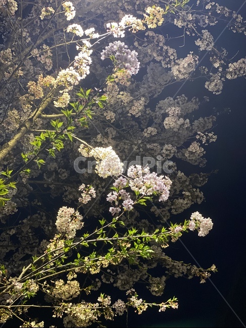 plant,cherryblossom,식물,blossom,벚꽃,flower,꽃,봄,spring