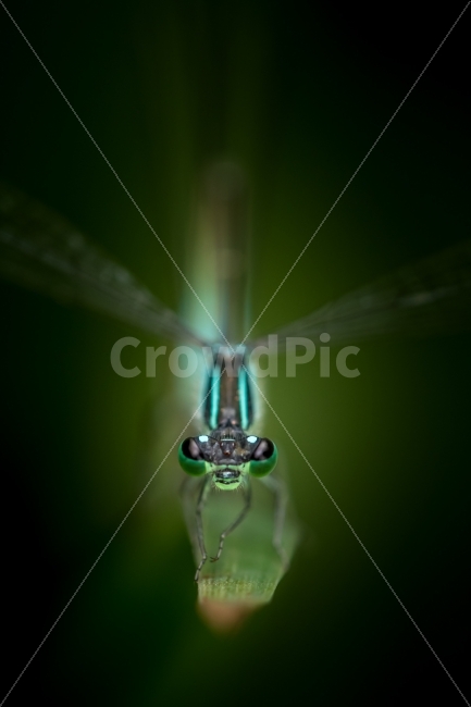 자연,풍경,곤충,잠자리,실잠자리,접사,nature,landscape,insect,dragonfly,damselfly,동물,animal,곤충,벌레,insect,bug