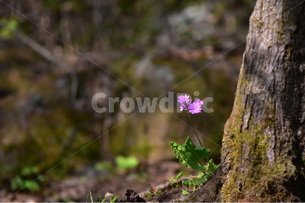 앵초,야생화,꽃,생태,식물,자연,산꽃,봄,감성,힐링,플라워,계절,시즌,wild,Flower,plants,nature,spring,season,식물,자연,plants,nature,꽃,flower