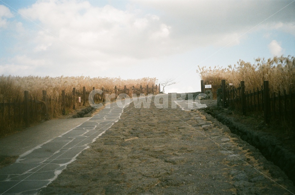 제주오름,산굼부리,억새,들판,산책로,황금빛,하늘,필름사진,자연,풍경,nature,landscape,road,도로,asphalt,아스팔트