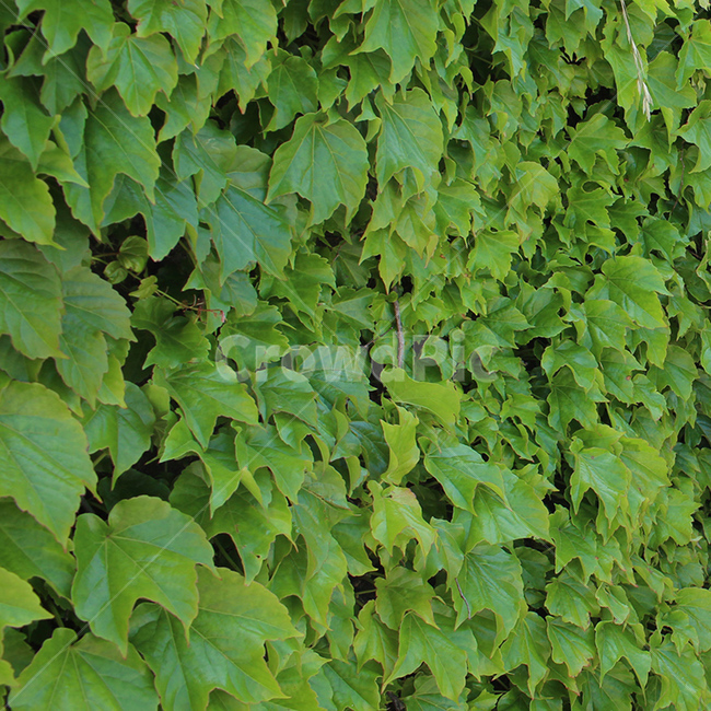 담벼락,잎,나뭇잎,풀,초록,green,leaf