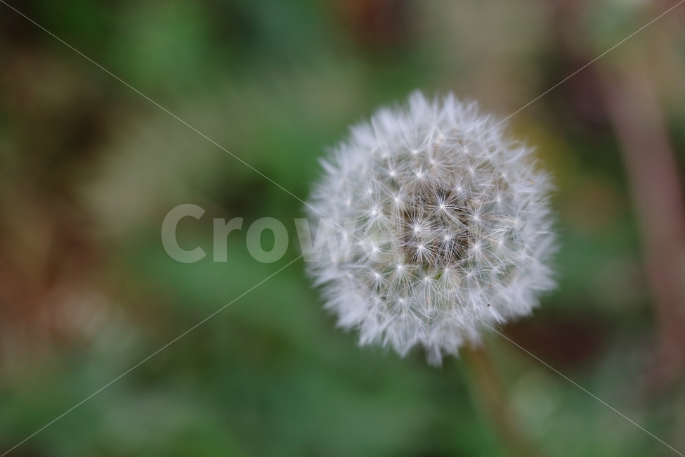 민들레,홀씨,꽃,배경,ppt,예쁨,감성,느낌,감성적인,느낌있는,식물,자연,plants,nature,꽃,flower