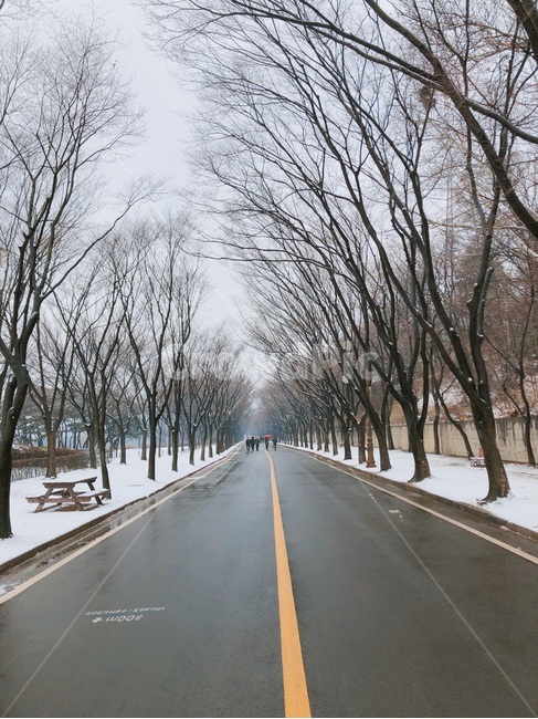 겨울,겨울나무,겨울배경,눈,눈배경