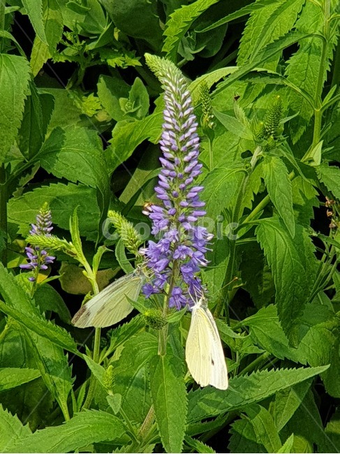 큰산꼬리풀,보라꽃,야생화,꽃나비,여름꽃