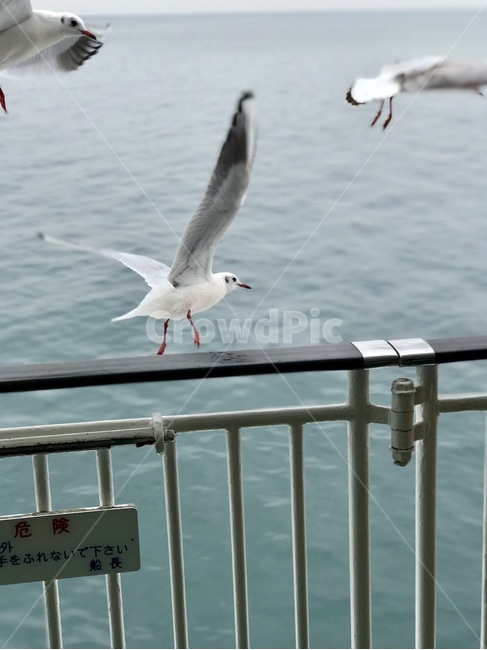 규슈,겨울,일본연수,갈매기,바다