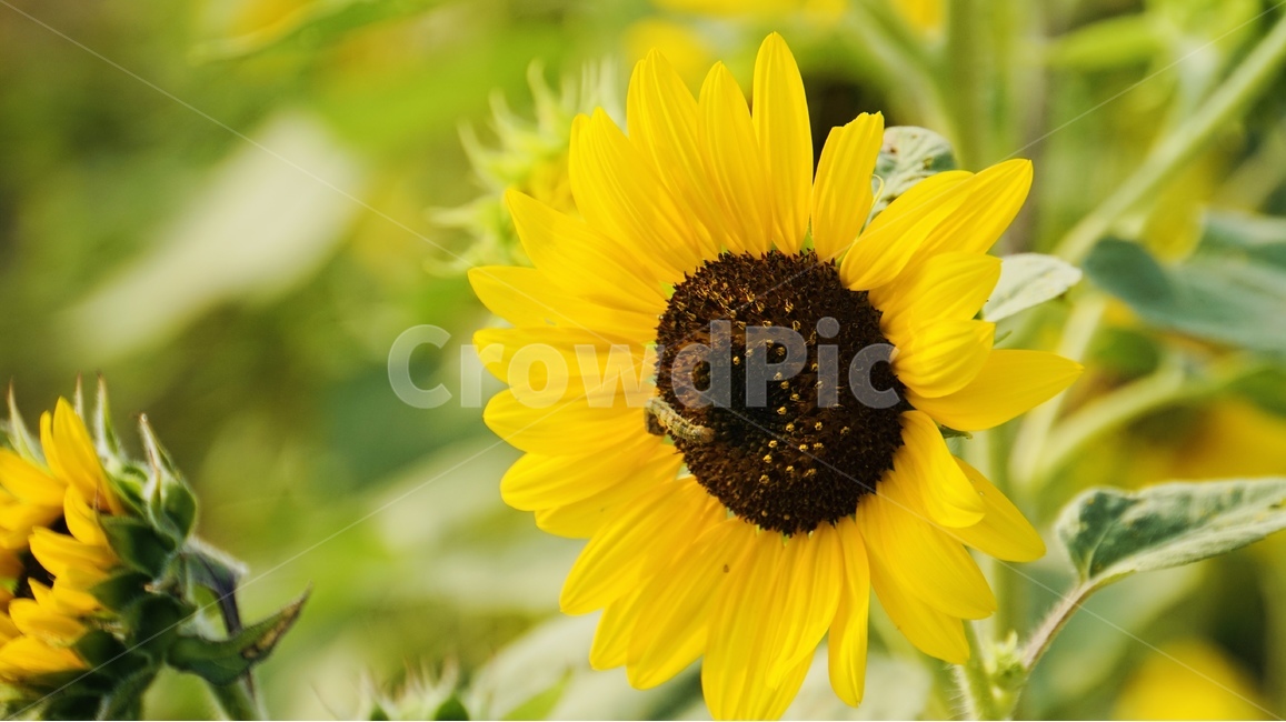 해바라기,꽃,식물,플라워,늦여름,sunflower,flower,식물,자연,plants,nature,꽃,flower