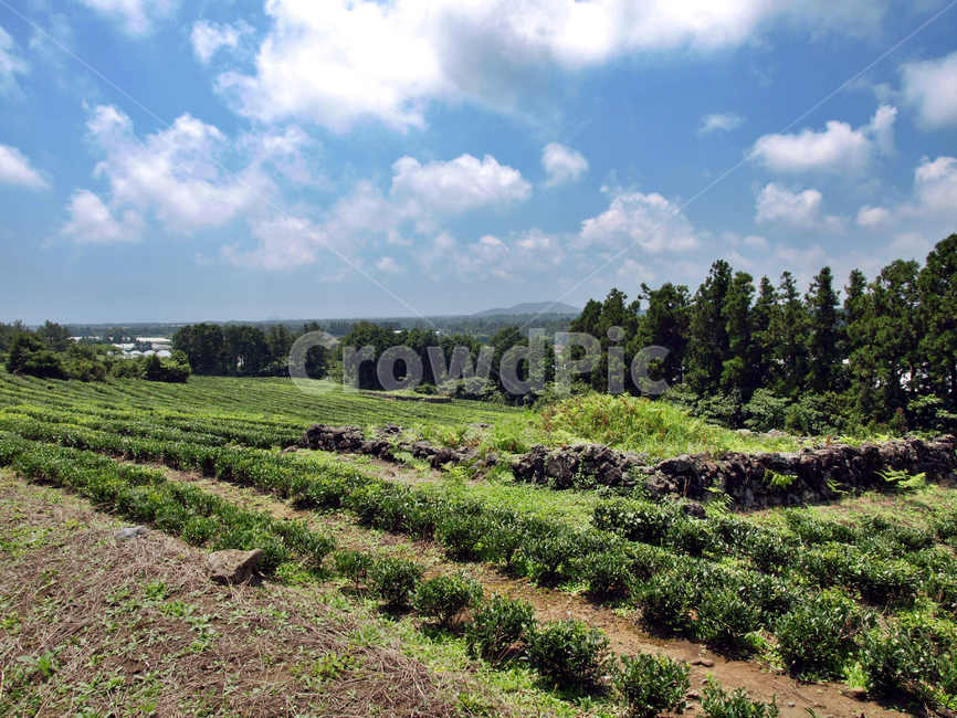 올레3코스,올레,제주,서귀포,자연,올레길,무덤,자연,풍경,nature,landscape,outdoors,옥외