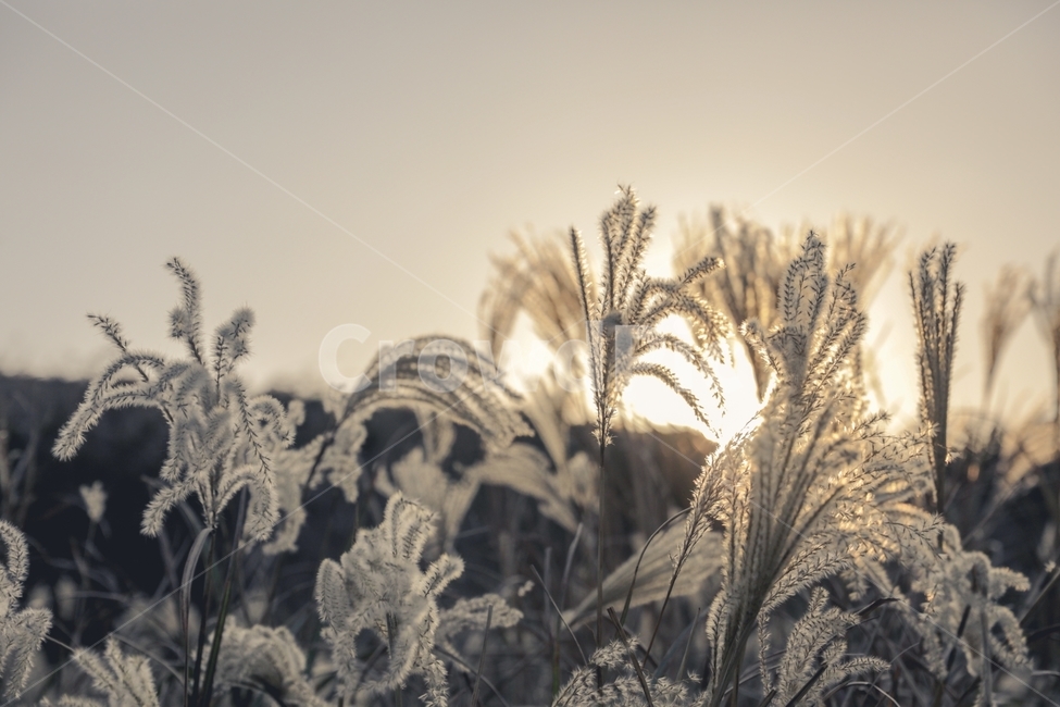 가을,입동,갈대,역광,식물,grass,plant,빛,grain,light,winter,겨울,commonreed,자연,태양,가을,계절,fall,autumn,season,식물,자연,plants,nature