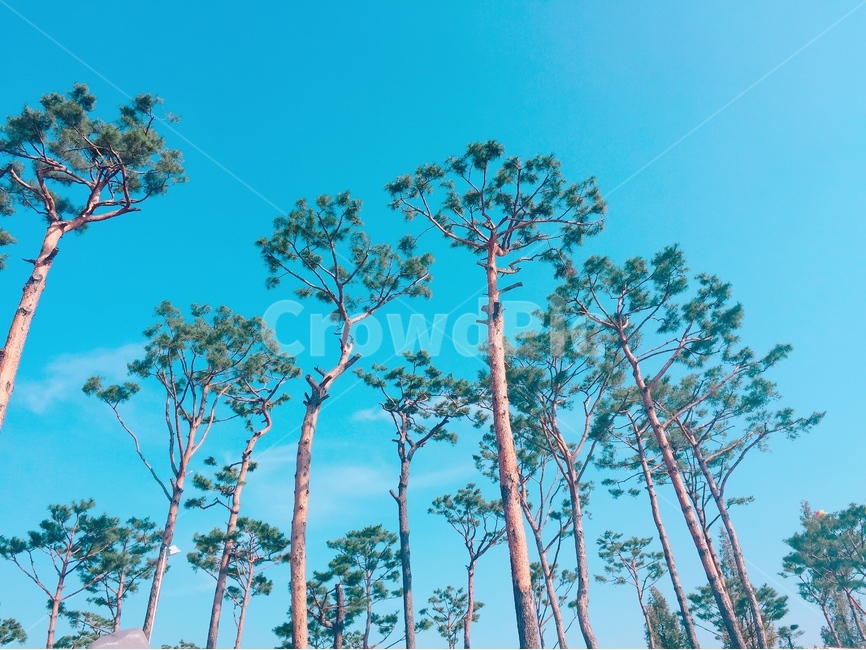 하늘,맑음,나무,배경,감성,풍경,식물,자연,plants,nature,나무,trees,wood