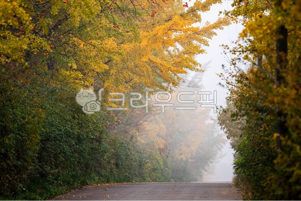 Autumn,maple leaves,ginkgo tree,road,roadway,plant,season,mountain,forest,nature,landscape,fog,morning,dawn,tree,ginkgo tree road