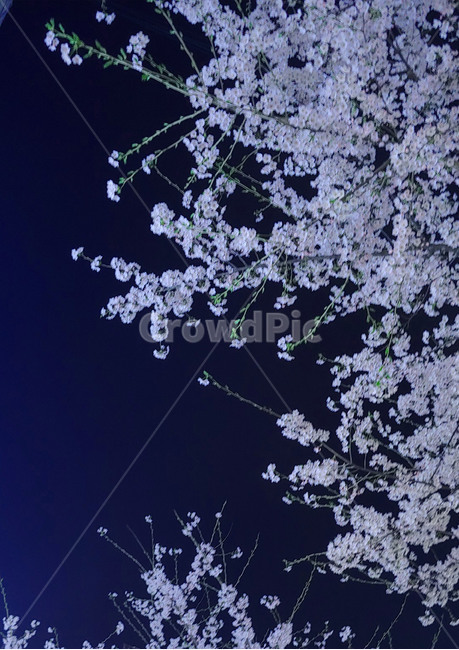 벚꽃,밤,벚나무,밤하늘,꽃,flower,cherryblossom,night
