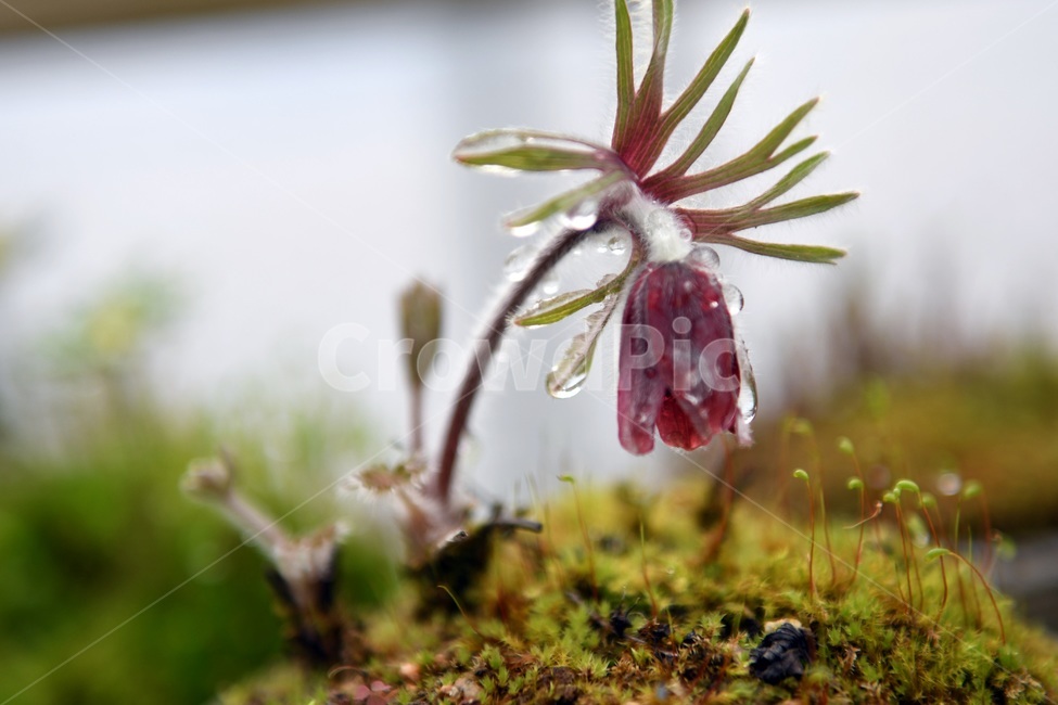 식물,꽃,감성사진,자연,flower,꽃사진,봄,봄꽃,계절,빗방울,비,감성,4월,spring,힐링,자연풍경,풍경,봄,계절,spring,season,식물,자연,plants,nature,꽃,flower,plant,moss,이끼