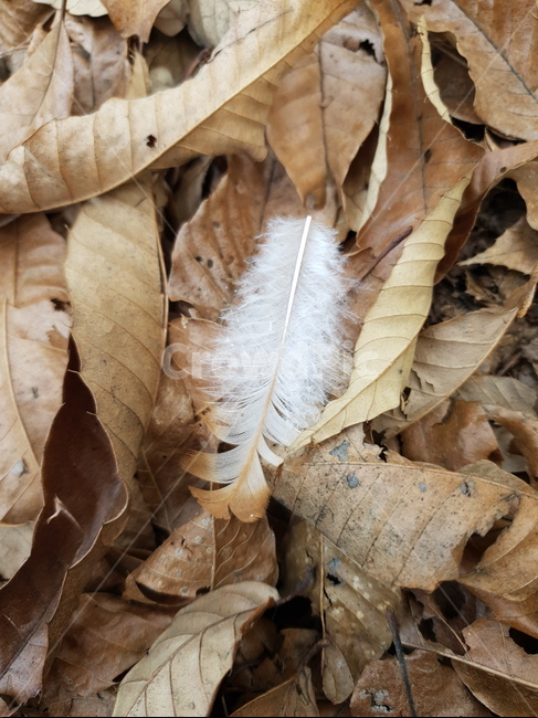 식물,잎,깃털,털,낙엽
