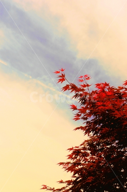 단풍,낙엽,가을,하늘,풍경,자연,붉은단풍,알록달록,색감,가을,계절,fall,autumn,season,식물,자연,plants,nature,감성,sensible,feeling,plant,leaf,잎,tree,나무,maple