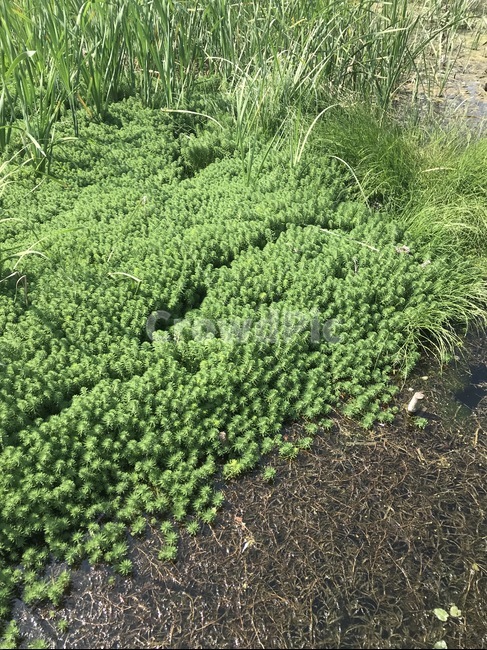 식물,plant,자연,습지,물