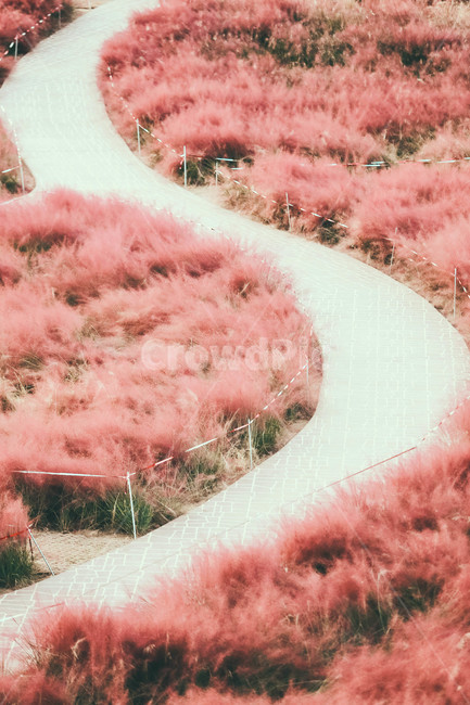 핑크뮬리,가을,핑크,꽃,풍경,가을,계절,fall,autumn,season,자연,풍경,nature,landscape
