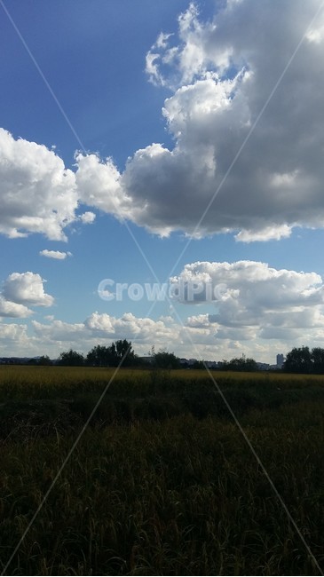 구름,들판,풍경,가을하늘,흰구름,자연,풍경,nature,landscape,outdoors,옥외,sky,하늘,weather,날씨,cumulus,적운,cloud,azure sky,푸른 하늘