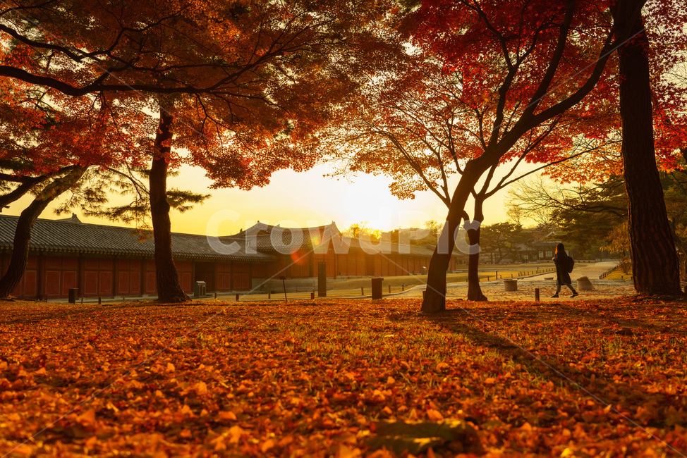 창경궁,단풍,해질녘,아름다운,고요한,sunset,palace,calm,beautiful,저녁,따뜻한,고즈넉한,낙엽,사람,배경,가을,autumn,fall,웜톤,전통,한국,korea,traditional,가을,계절,fall,autumn,season,한국전통,한국문화,korean traditional,korean culture,사람,인물,인간,human,person,여성,여자,woman,female,lady,건축물,건물외관,exterior,building,structure,architecture,construction,tree,나무,plant,식물,tree trunk,나무 줄기,ground,바닥,nature,자연