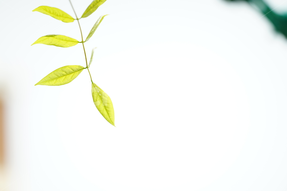 봄,잎,나무,그린,녹색,식물,잎사귀,빛,생명,풍경,green,감성사진,감성,식물,자연,plants,nature,휴식,힐링,rest,relaxation,healing