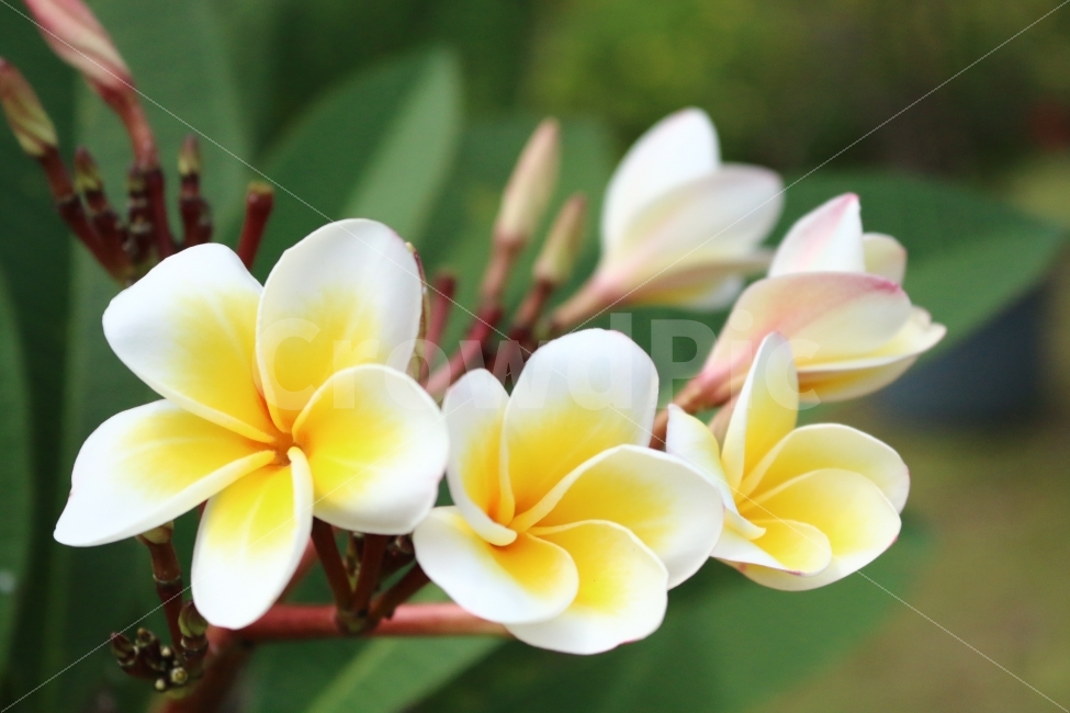 꽃,자연,사이판,괌,flower,식물,자연,plants,nature,꽃,flower