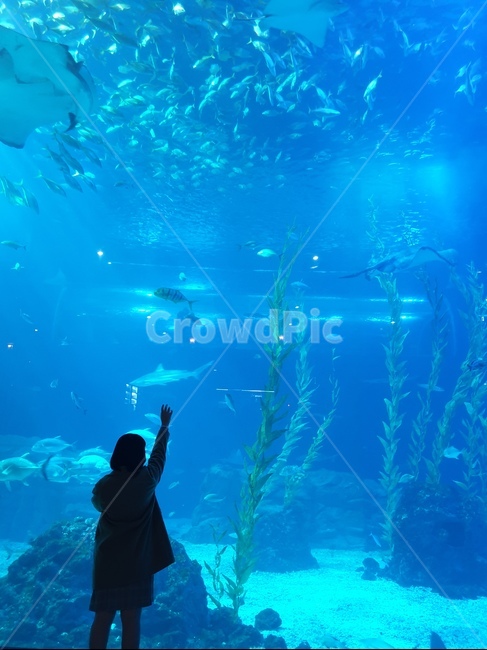 아쿠아리움,물고기,여자,뒷모습,실루엣,물고기떼,코트,치마,가방,학생,소녀,girl,fish,제주도,동물,animal,어류,물고기,fish,사람,인물,인간,human,person,여성,여자,woman,female,lady