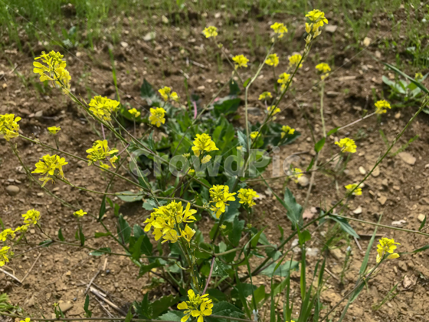 유채꽃,야생화,유채,노란,노란꽃,꽃,flower,자연,들꽃