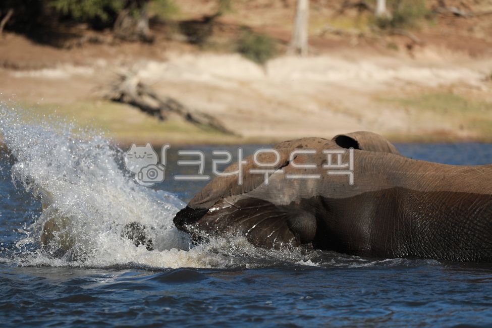 코끼리,elephant,동물,초식동물,아프리카코끼리,animal