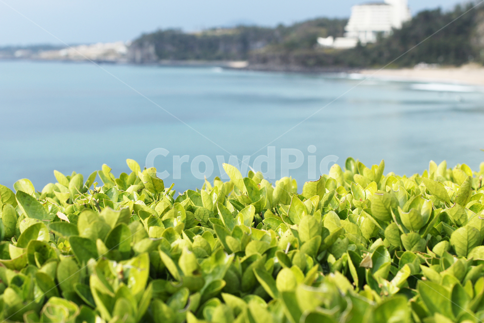 제주,jeju,plant,식물,바다,sea,중문해수욕장