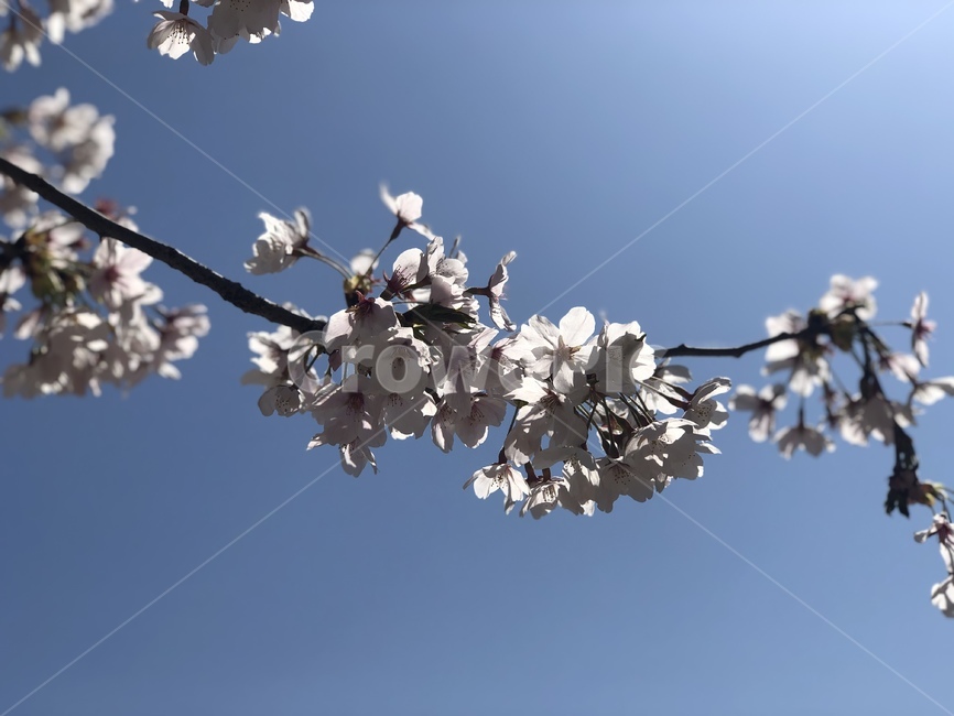 꽃,봄하늘,공원,숲,식물,식물,자연,plants,nature,꽃,flower