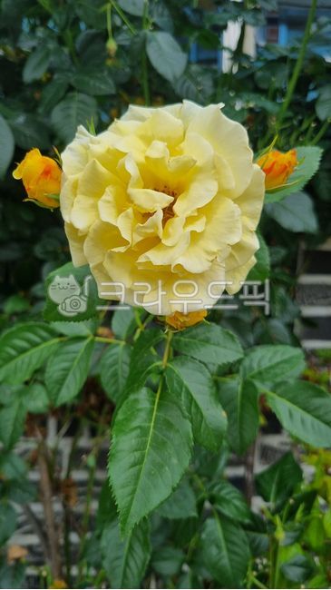 장미,장미꽃,노란장미,노랑색장미,flower,rose,yellowrose,꽃잎,꽃,정원,장미꽃세송이