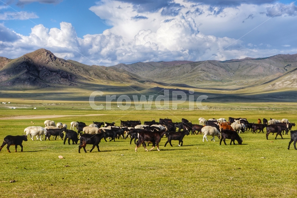 nature,자연,mongolia,몽골,풍경,하늘,grassland,목초지,animal,동물,mammal,포유류,cattle,동물,animal,포유류,mammal