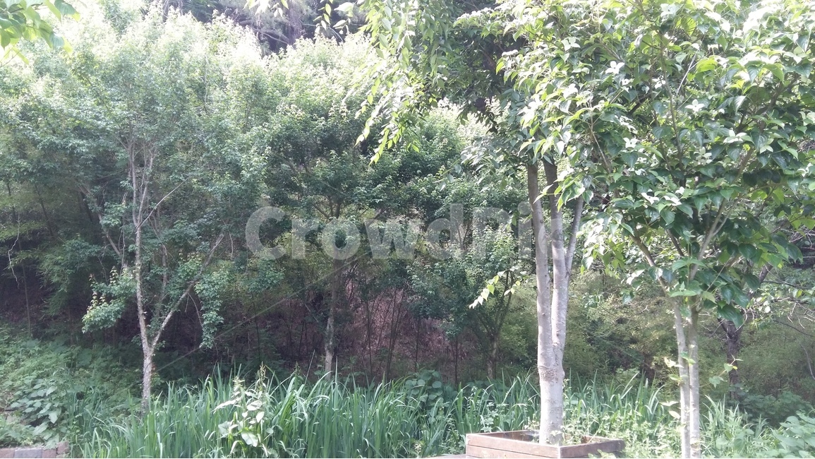 숲,나무,자연,풍경,산책,자연,풍경,nature,landscape,식물,plants,나무,trees,wood,plant,tree,outdoors,옥외,garden,정원