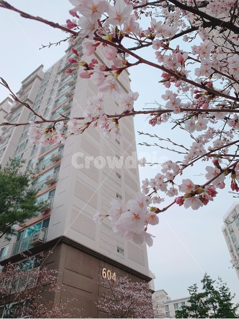 식물,벚꽃,봄,꽃,분홍색,자연물,계절,봄,계절,spring,season,plant