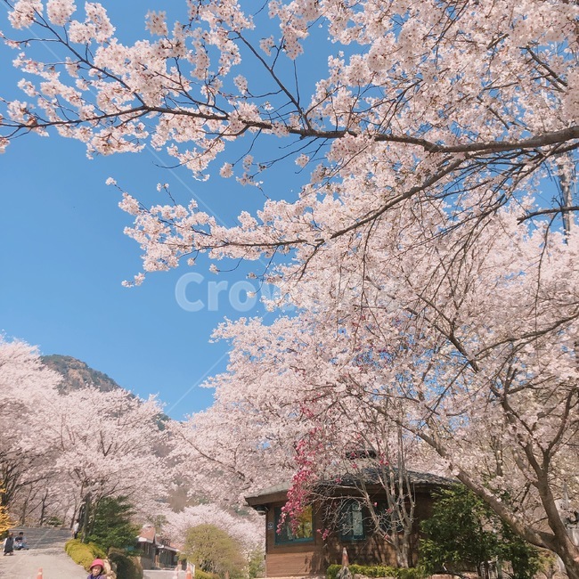 벚꽃,분홍,나무,하늘,봄