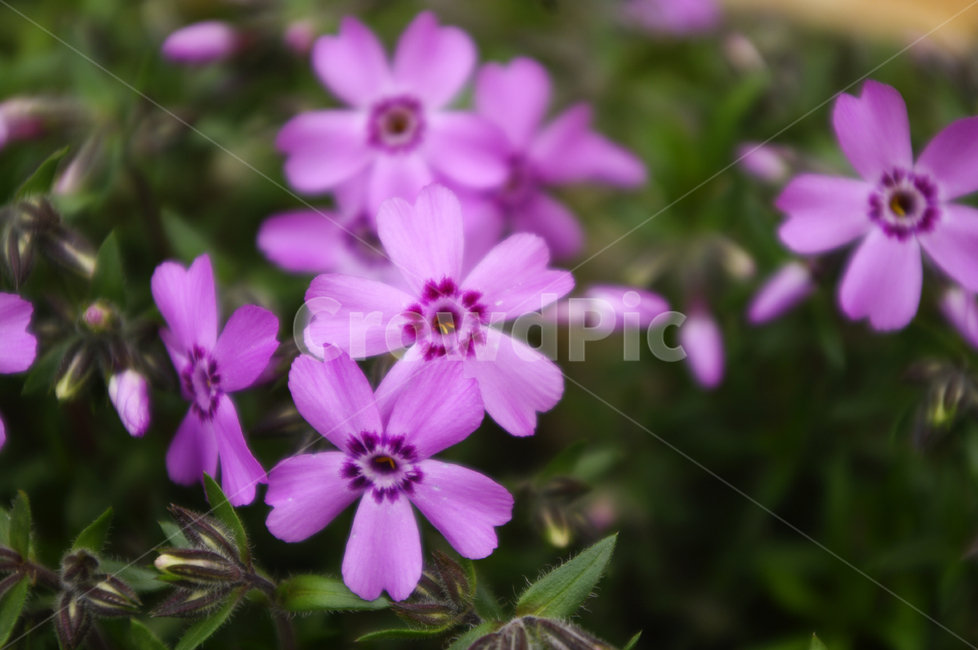 flower,plant,꽃,식물,지면패랭이,식물,자연,plants,nature,꽃,flower