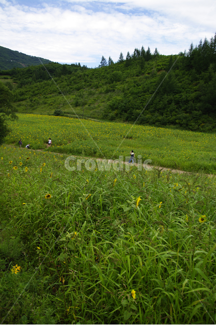 해바라기밭,꽃밭,식물,풍경,나무,초록,자연,풍경,nature,landscape,사람들,대중,군중,other people,crowd,outdoors,옥외,grassland,목초지,field,들,rural,농촌,farm,농장,meadow